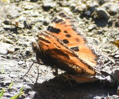 Nymphalis xanthomelas fervescens