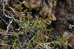 Kalmia procumbens