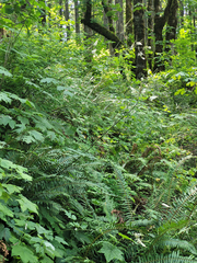 Actaea elata elata