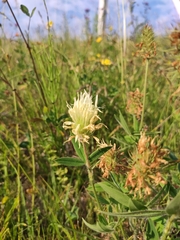 Trifolium pannonicum