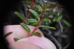 Kalmia procumbens