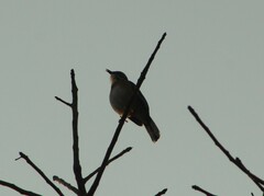 Cercotrichas quadrivirgata