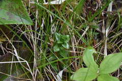 Gentiana douglasiana