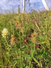 Trifolium pannonicum