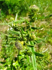 Cirsium serrulatum