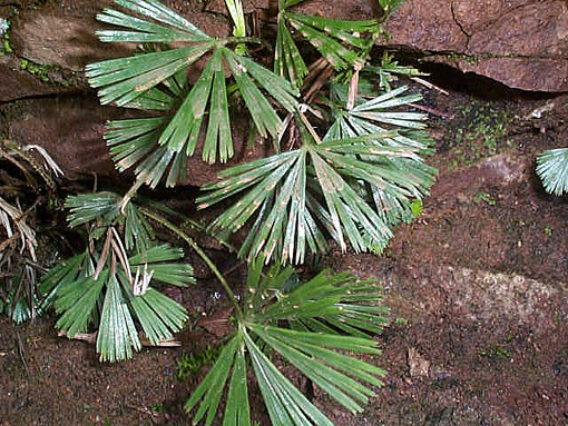 Actiniopteris radiata