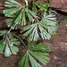 Fan-Leaved Fern - Photo (c) Botswanabugs, some rights reserved (CC BY-NC), uploaded by Botswanabugs