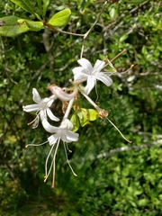 Rhododendron viscosum
