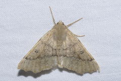 Odontopera bidentata