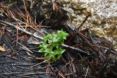 Gentiana douglasiana