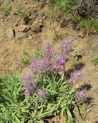 Stachys lavandulifolia