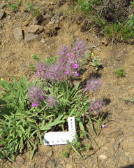 Stachys lavandulifolia
