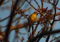 Zosterops anderssoni