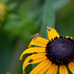 Chrysopilus modestus