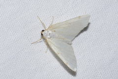 Lomographa bimaculata