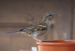 Passer domesticus