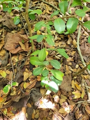 Erythroxylum brevipes