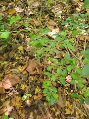 Erythroxylum brevipes