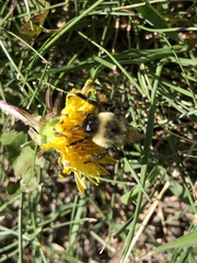 Bombus impatiens