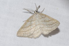 Perconia strigillaria