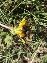 Bombus impatiens