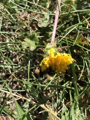 Bombus impatiens