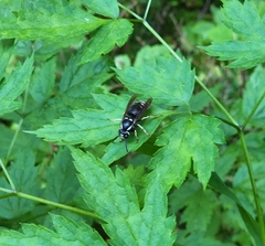 Vespula consobrina