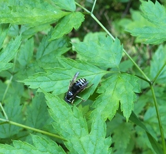 Vespula consobrina