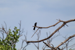 Crotophaga sulcirostris