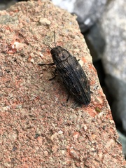 Buprestis consularis