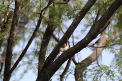 Campylorhynchus griseus