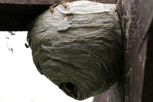 Saxon Wasp