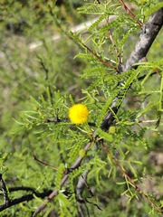 Vachellia vernicosa