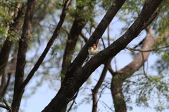 Campylorhynchus griseus