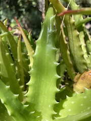 Aloe dorotheae