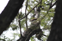 Campylorhynchus griseus