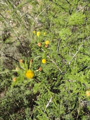 Vachellia vernicosa