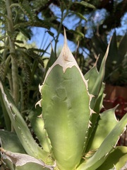 Agave titanota