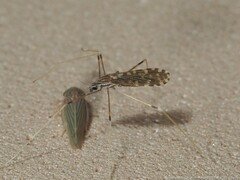 Erioptera needhami