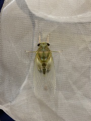 Hyalessa maculaticollis
