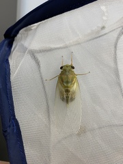 Hyalessa maculaticollis