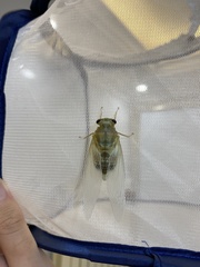 Hyalessa maculaticollis