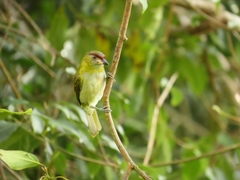 Cyclarhis nigrirostris