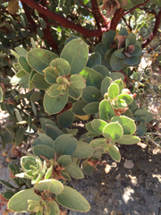 Arctostaphylos pringlei drupacea