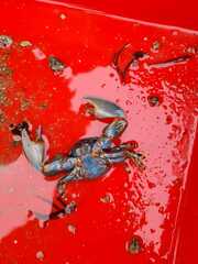 Petrolisthes violaceus