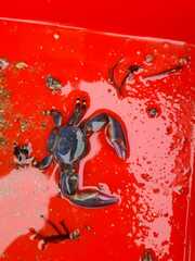 Petrolisthes violaceus