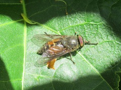 Hybomitra distinguenda