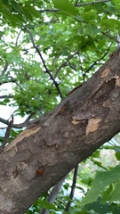 Leptosemia takanonis