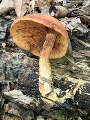 Gymnopilus liquiritiae