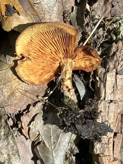 Gymnopilus liquiritiae